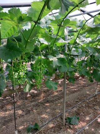 미성농장님의 포도 · 영농일지 작성글 사진