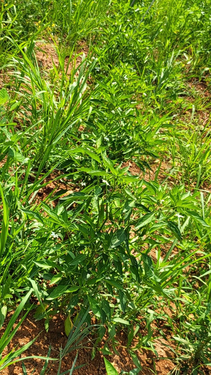 이미영님의 장터 판매 상품 [무농약 골고루 야채] 첨부 사진