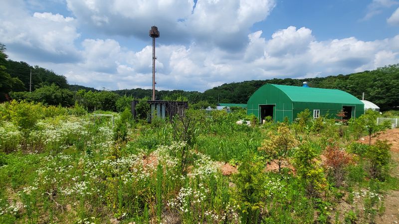 이미영님의 장터 판매 상품 [무농약 골고루 야채] 첨부 사진
