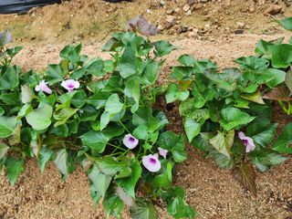 쏭이네농장(현자)님의 자유주제 · 사진전 작성글 사진