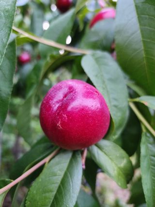 쏭이네농장(현자)님의 자유주제 · 사진전 작성글 사진