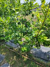 팜모닝 블루베리·영농일지 게시글 이미지