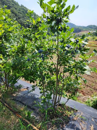 조태순 님의 블루베리 · 영농일지 작성글 사진