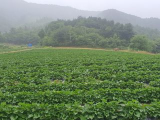 신태식님의 기타작물 · 영농일지 작성글 사진