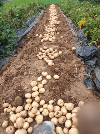 hoonkoo님의 감자 · 영농일지 작성글 사진