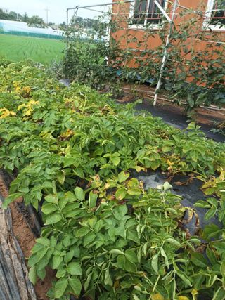 hoonkoo님의 감자 · 영농일지 작성글 사진