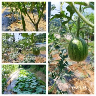 소학도토리님의 자유주제 · 자유게시판 작성글 사진