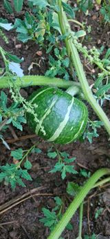 팜모닝 자유주제·자유게시판 게시글 이미지