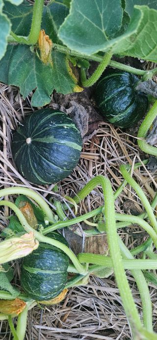 김홍겸님의 자유주제 · 자유게시판 작성글 사진