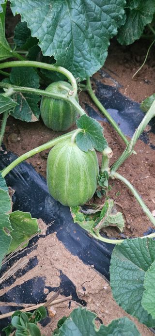 김홍겸님의 자유주제 · 자유게시판 작성글 사진