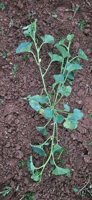 김홍겸님의 자유주제 · 자유게시판 작성글 사진