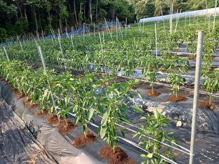 전국하님의 고추 · 영농일지 작성글 사진