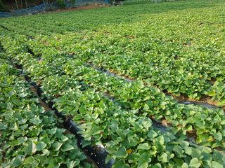 전국하님의 고추 · 영농일지 작성글 사진