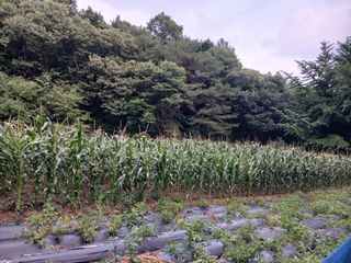 전국하님의 고추 · 영농일지 작성글 사진