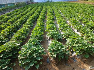 전국하님의 고추 · 영농일지 작성글 사진