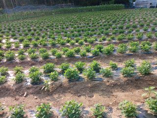 전국하님의 고추 · 영농일지 작성글 사진