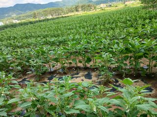 전국하님의 고추 · 영농일지 작성글 사진