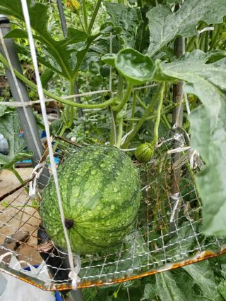 대운이네농원님의 자유주제 · 자유게시판 작성글 사진