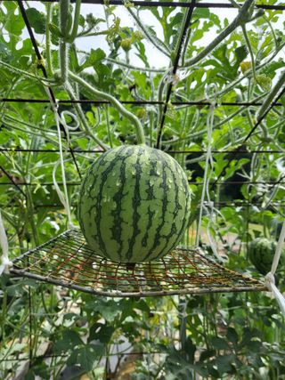 대운이네농원님의 자유주제 · 자유게시판 작성글 사진