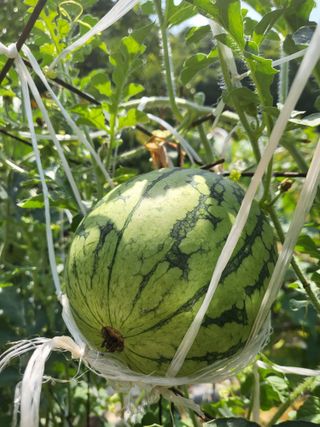 대운이네농원님의 자유주제 · 자유게시판 작성글 사진