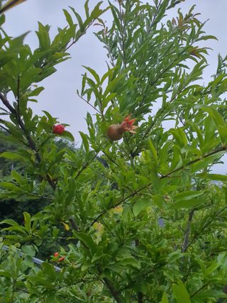태안남면농부님의 자유주제 · 자유게시판 작성글 사진