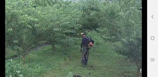 은우농장님의 자두 · 영농일지 작성글 사진