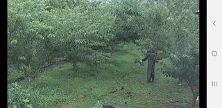 은우농장님의 자두 · 영농일지 작성글 사진