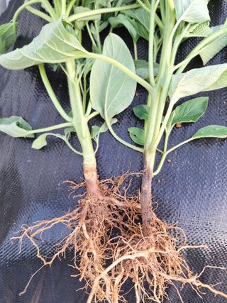 허허실실님의 참깨 · 병해충상담 작성글 사진