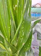 팜모닝 옥수수·병해충상담 게시글 이미지