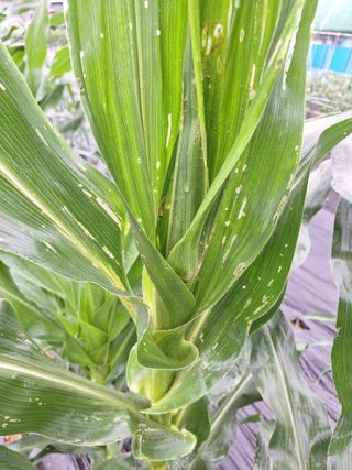 허허실실님의 옥수수 · 병해충상담 작성글 사진