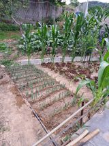 팜모닝 파·영농일지 게시글 이미지