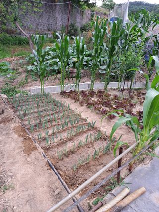 초짜농부님의 파 · 영농일지 작성글 사진