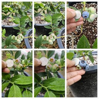 뿌리묘목농원님의 자유주제 · 자유게시판 작성글 사진