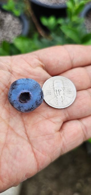 뿌리묘목농원님의 자유주제 · 자유게시판 작성글 사진