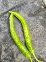 팜모닝 농사, 무엇이든 물어보세요!·참여글 게시글 이미지