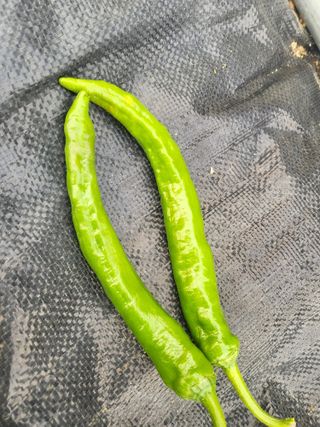 초보농 유경님의 농사, 무엇이든 물어보세요! · 참여글 작성글 사진