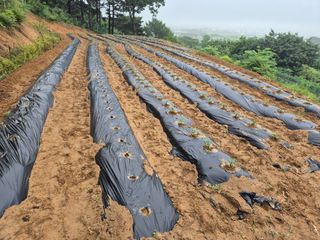 징금다리님의 자유주제 · 자유게시판 작성글 사진