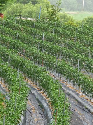 징금다리님의 자유주제 · 자유게시판 작성글 사진