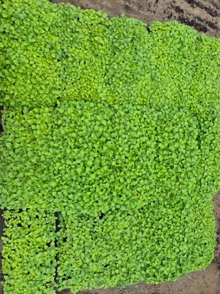 징금다리님의 자유주제 · 자유게시판 작성글 사진