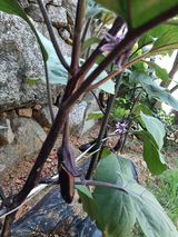 팜모닝 기타작물·영농일지 게시글 이미지