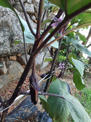 이응천님의 기타작물 · 영농일지 작성글 사진