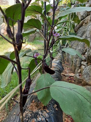 이응천님의 기타작물 · 영농일지 작성글 사진