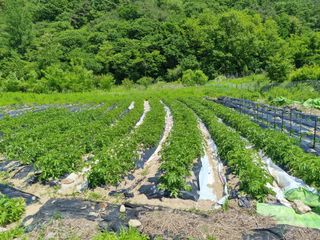 상추10725님의 감자 · 영농일지 작성글 사진