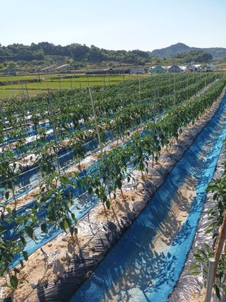 이종원님의 기타작물 · 영농일지 작성글 사진