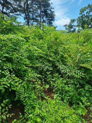 플러스밸류님의 두릅 · 영농일지 작성글 사진