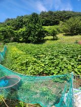 팜모닝 호박·영농일지 게시글 이미지