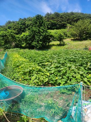 김영명님의 호박 · 영농일지 작성글 사진