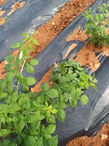 팜모닝 기타작물·영농일지 게시글 이미지