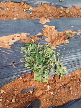 수정엄마입니다!님의 기타작물 · 영농일지 작성글 사진