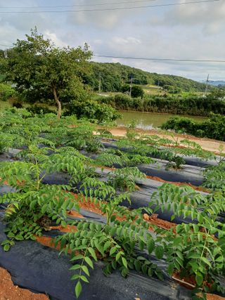 수정엄마입니다!님의 기타작물 · 영농일지 작성글 사진